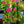 Load image into Gallery viewer, Barbara Karst Bougainvillea