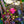 Load image into Gallery viewer, Barista Dark Roast Crape Myrtle