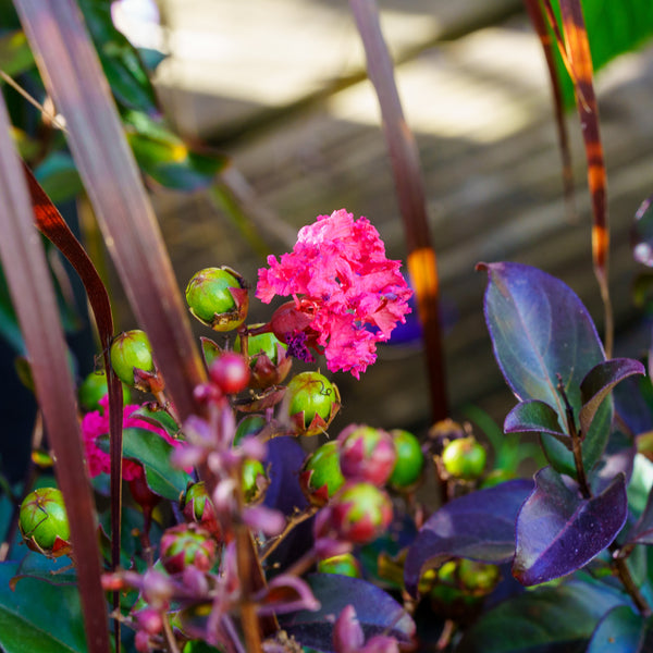 Barista Dark Roast Crape Myrtle