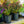 Load image into Gallery viewer, Barista Dark Roast Crape Myrtle