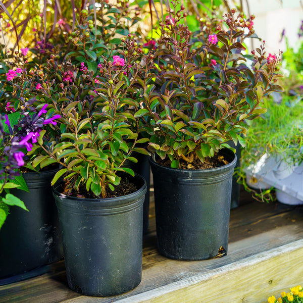 Barista Dark Roast Crape Myrtle