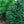 Load image into Gallery viewer, Barnes Oriental Spruce