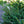 Load image into Gallery viewer, Barnes Oriental Spruce