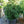 Load image into Gallery viewer, Barnes Oriental Spruce