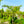 Load image into Gallery viewer, Bartlett Pear Espalier - Pear - Fruit Trees