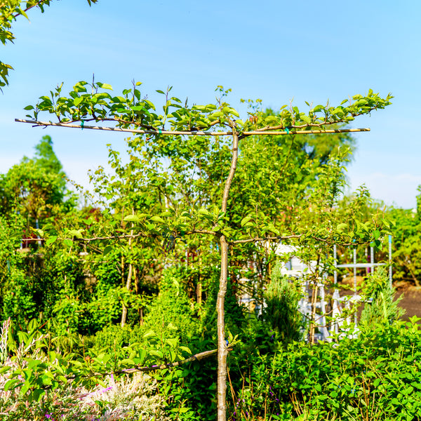 Bartlett Pear Espalier - Pear - Fruit Trees