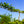 Load image into Gallery viewer, Bartlett Pear Espalier - Pear - Fruit Trees