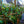 Load image into Gallery viewer, Anjou Pear Espalier