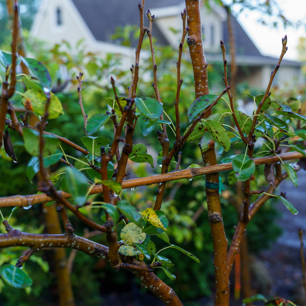 Anjou Pear Espalier
