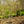Load image into Gallery viewer, Bartlett Pear Espalier