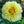Load image into Gallery viewer, Bartzella Itoh Peony