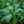 Load image into Gallery viewer, Bayli's Blush Lenten Rose