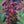 Load image into Gallery viewer, Beach Plum