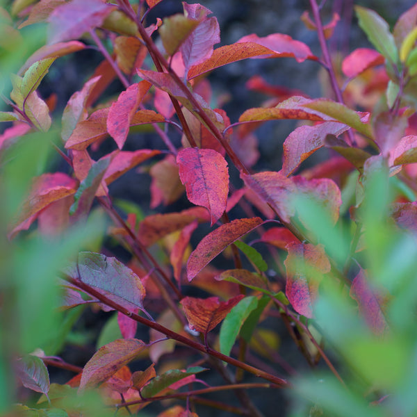 Beach Plum