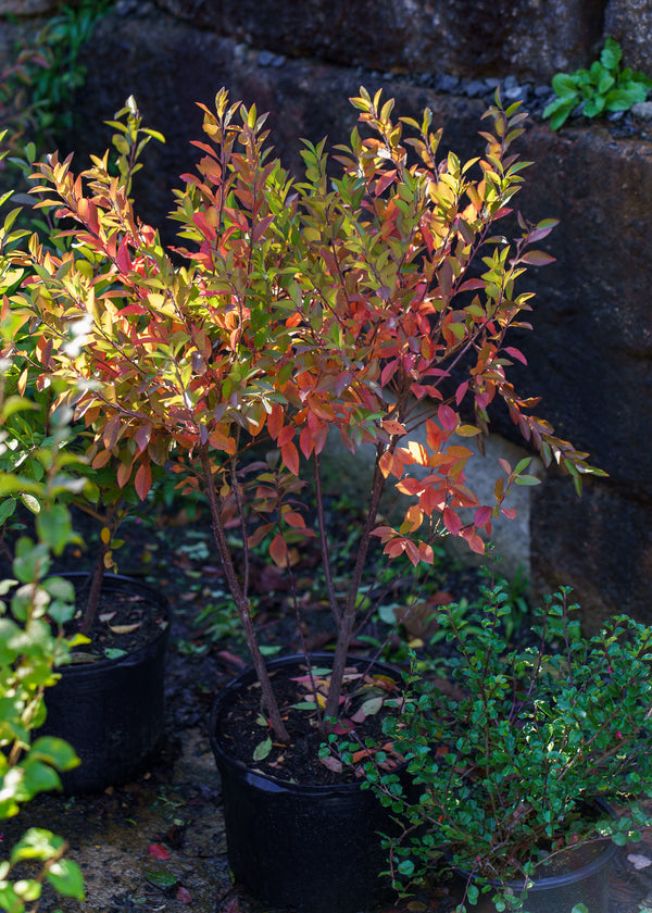 Beach Plum