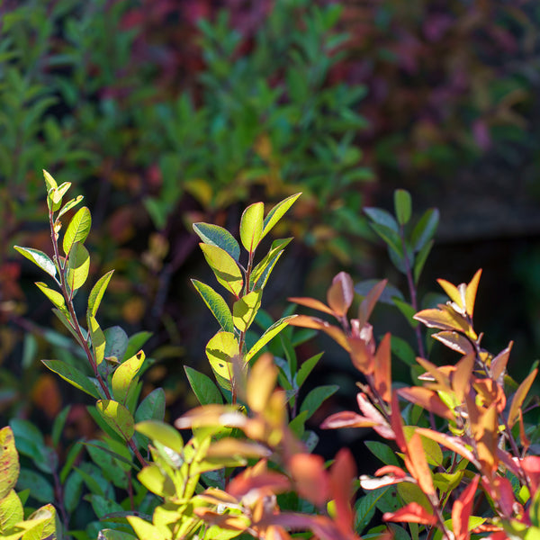 Beach Plum