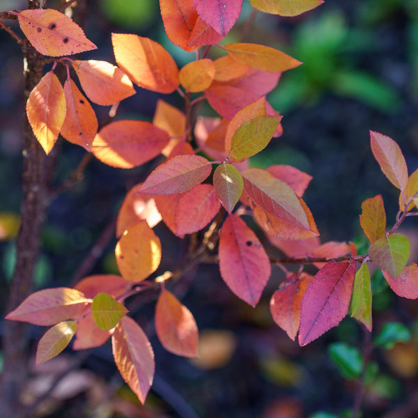 Beach Plum