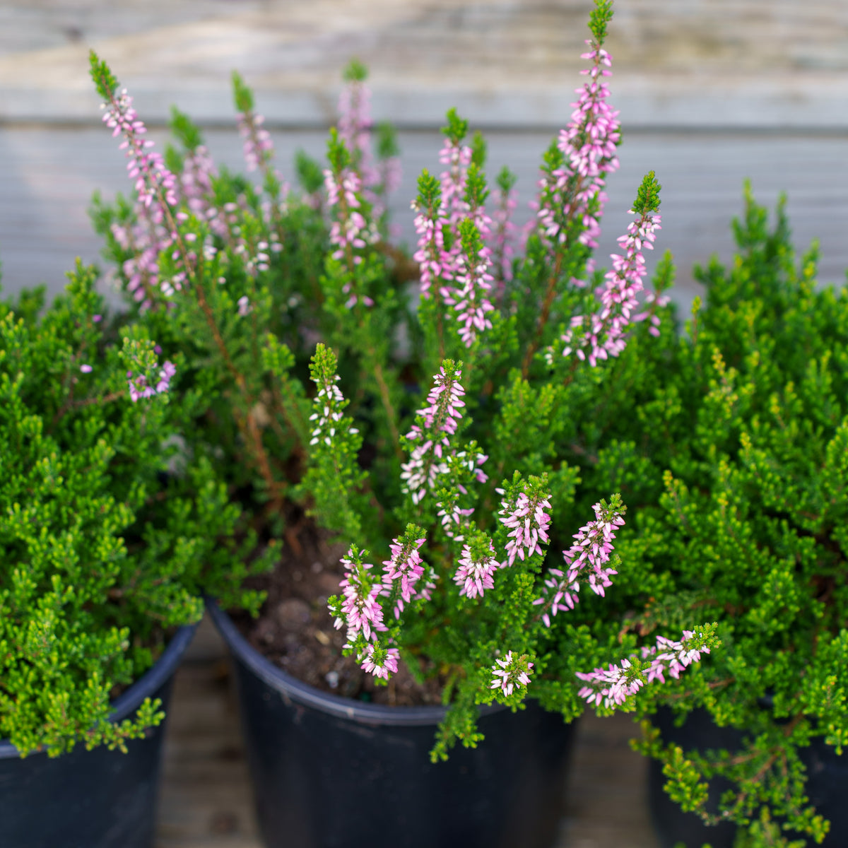 plant heather in pots Beauty Ladies Trio Scotch Heather – Plant Detectives