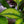 Load image into Gallery viewer, Beauty Star Calathea - Calathea - Houseplants