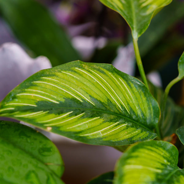 Beauty Star Calathea - Calathea - Houseplants