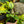 Load image into Gallery viewer, Beauty Star Calathea - Calathea - Houseplants