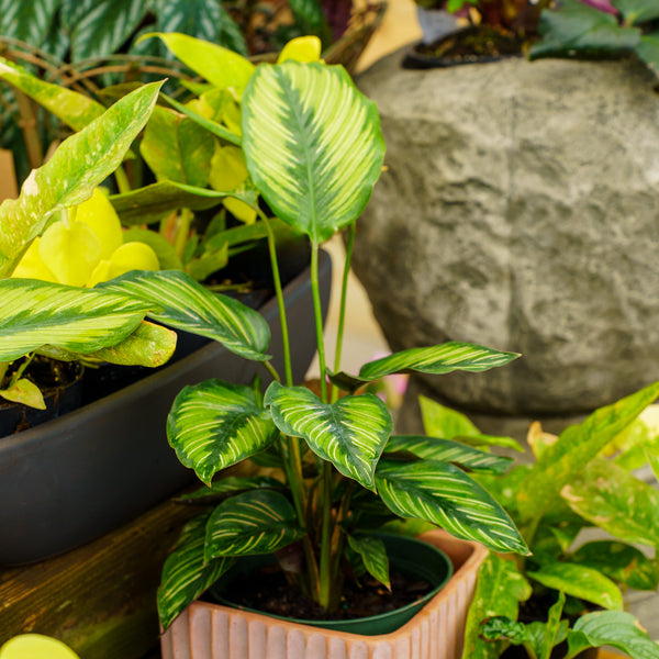 Beauty Star Calathea - Calathea - Houseplants