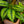Load image into Gallery viewer, Beauty Star Calathea - Calathea - Houseplants