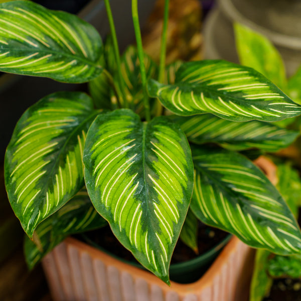 Beauty Star Calathea - Calathea - Houseplants