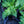 Load image into Gallery viewer, Beauty of Livermere Oriental Poppy