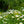 Load image into Gallery viewer, Becky Shasta Daisy