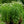 Load image into Gallery viewer, Becky Shasta Daisy