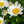 Load image into Gallery viewer, Becky Shasta Daisy