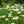 Load image into Gallery viewer, Becky Shasta Daisy