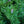 Load image into Gallery viewer, Bed Rock Jack Pine