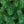 Load image into Gallery viewer, Bed Rock Jack Pine