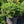 Load image into Gallery viewer, Bed Rock Jack Pine