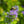 Load image into Gallery viewer, Beekeeper Bluebeard