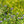 Load image into Gallery viewer, Beekeeper Bluebeard