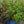 Load image into Gallery viewer, Beekeeper Bluebeard