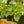 Load image into Gallery viewer, Begonia Natunaensis