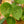Load image into Gallery viewer, Begonia Natunaensis