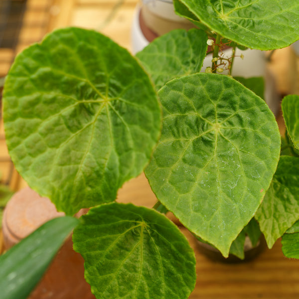Begonia Natunaensis