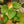 Load image into Gallery viewer, Begonia Natunaensis