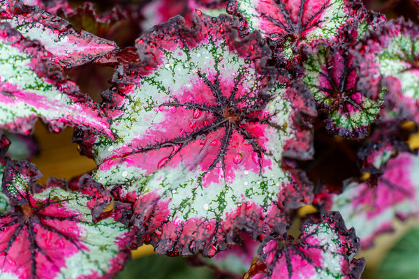 Odissi Rex Begonia
