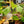 Load image into Gallery viewer, Begonia Parviflora