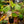 Load image into Gallery viewer, Begonia Parviflora