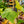Load image into Gallery viewer, Begonia Parviflora