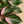 Load image into Gallery viewer, Belize Rubber Plant