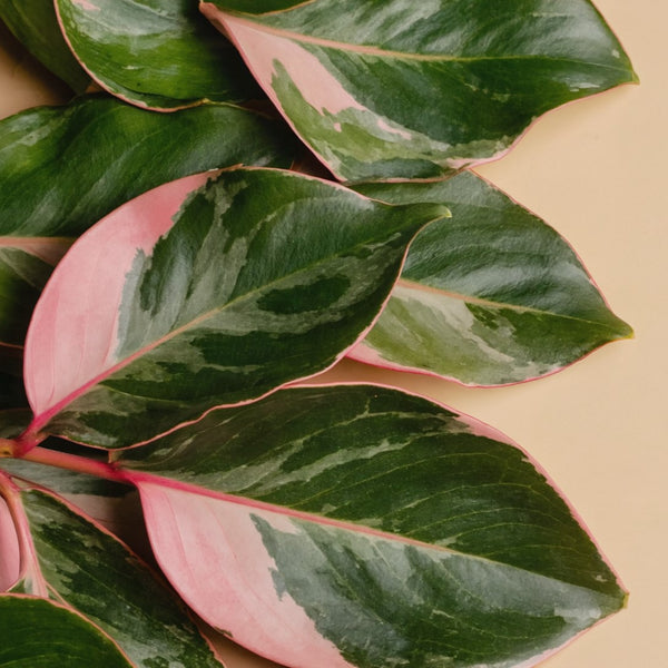 Belize Rubber Plant