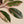 Load image into Gallery viewer, Belize Rubber Plant